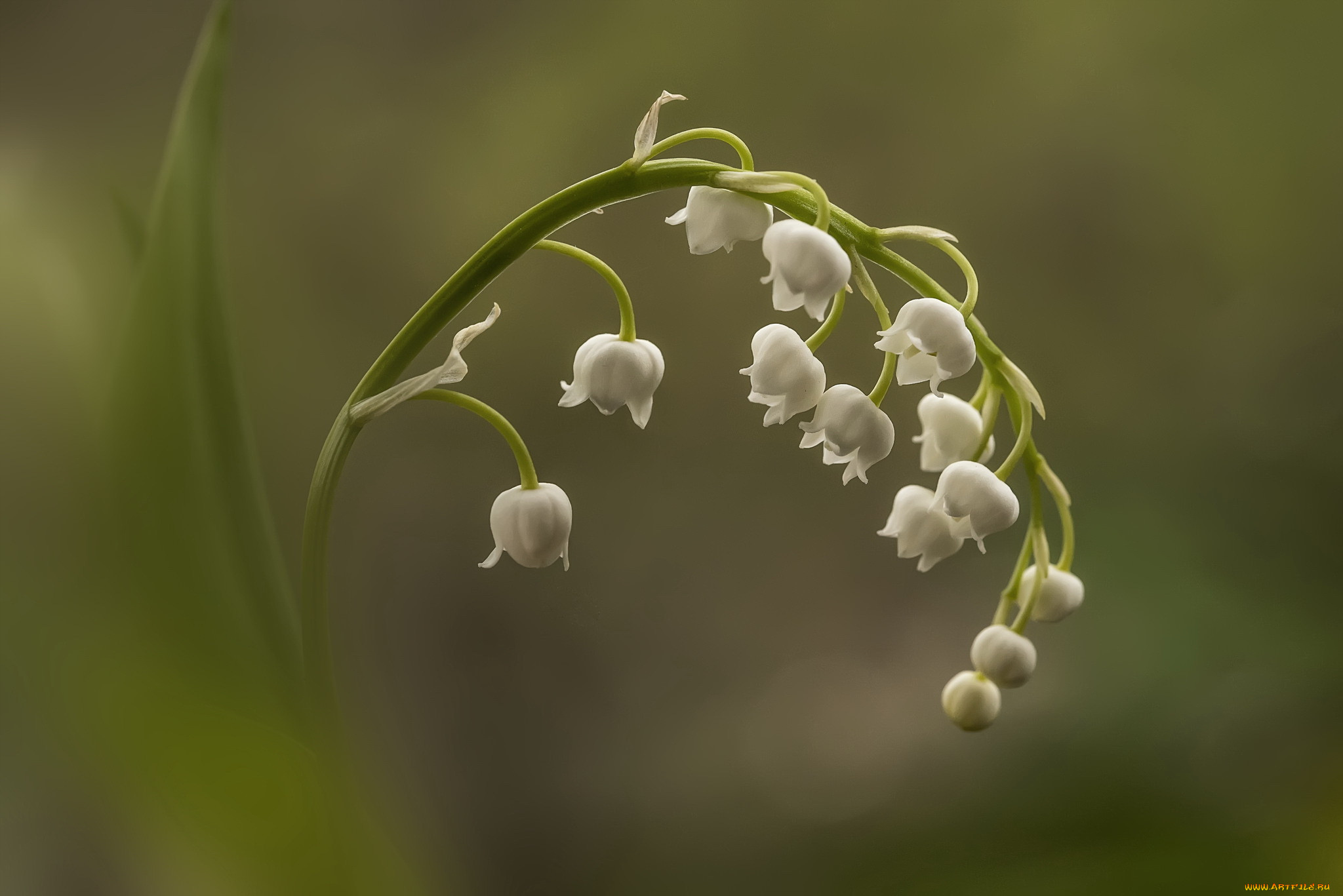 Lily of the valley